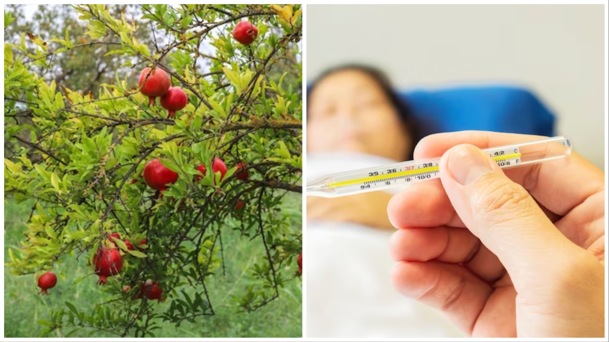 पीलिया जल्दी ठीक कैसे करें? अनार के पत्ते खाने के फायदे | pomegranate leaf benefits Which plant is best for jaundice