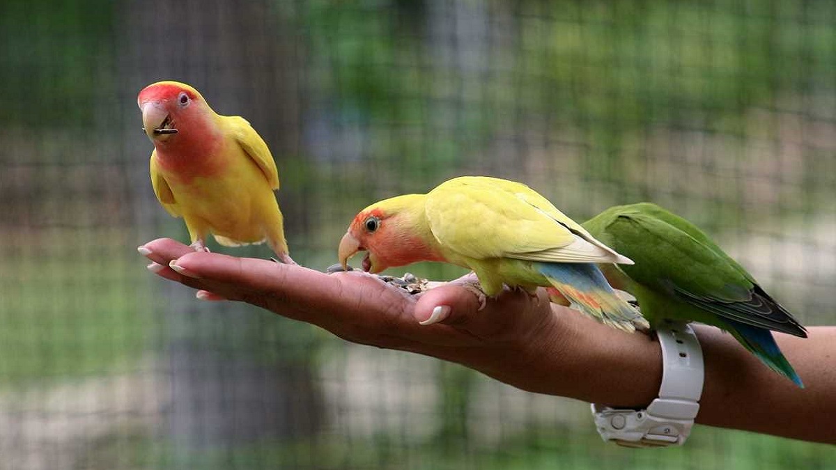 ban on keeping certain species of birds as pets soon relaxation with ...
