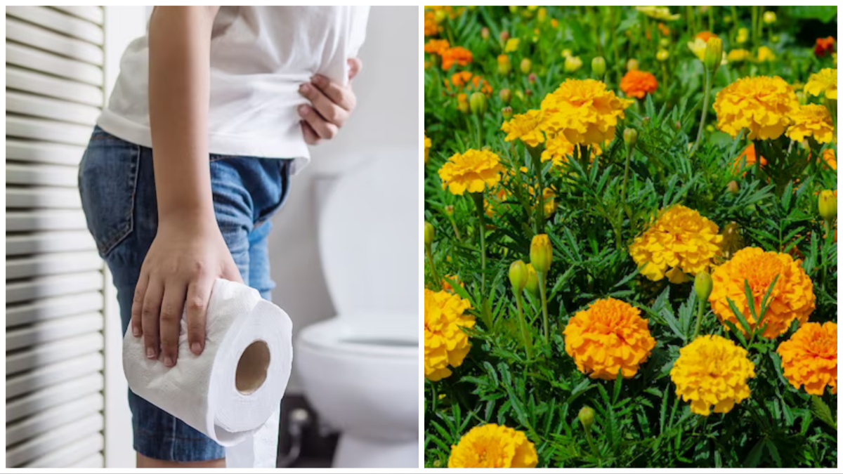 बवासीर को तुरंत कैसे ठीक करें genda use in piles treatment What are