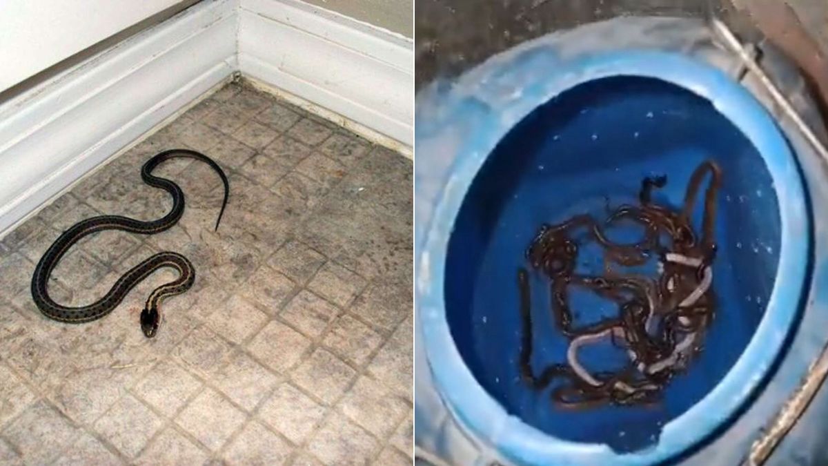Bihar के रोहतास जिले में एक घर के अंदर करीब 60 जहरीले सांप About 60 poisonous snakes inside a house in Bihar's Rohtas district