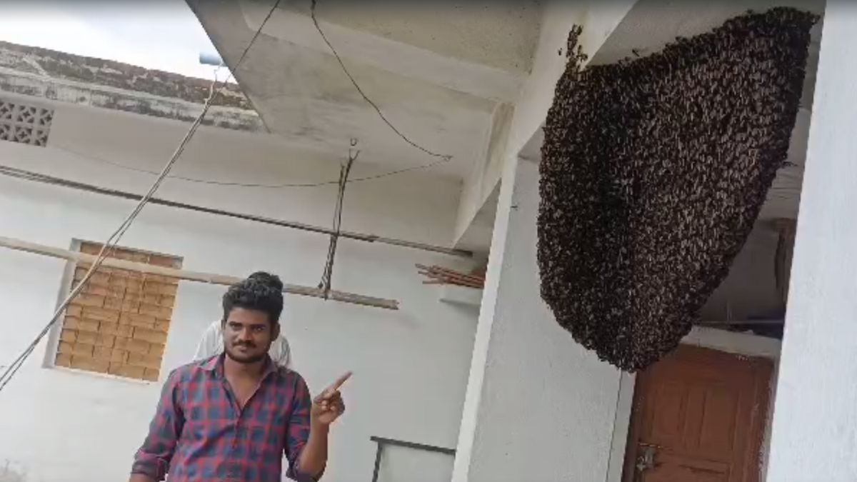 Shahdol honeybees living in this house like family for 15 years । मध्य प्रदेश: इस घर में 15 सालों से परिवार की तरह रहती हैं मधुमक्खियां, बरामदे में लगे हैं 6 बड़े छत्ते