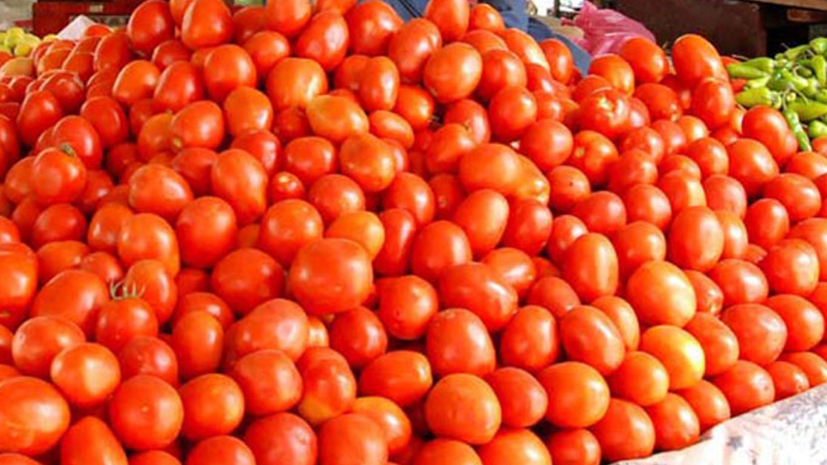 Tomato price hike varanasi vegetable vendor hired bouncers for safety of tomatoes watch video VIDEO: अरे ये क्या? यहां टमाटर की सुरक्षा के लिए दुकानदार ने रखा बाउंसर, कहा-जरूरी है भाई