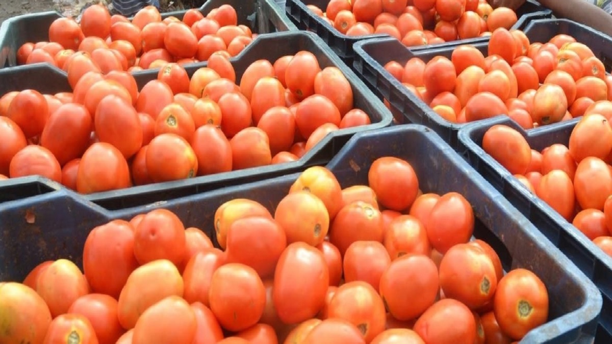 Tomato has so cheap that you will immediately go to the market