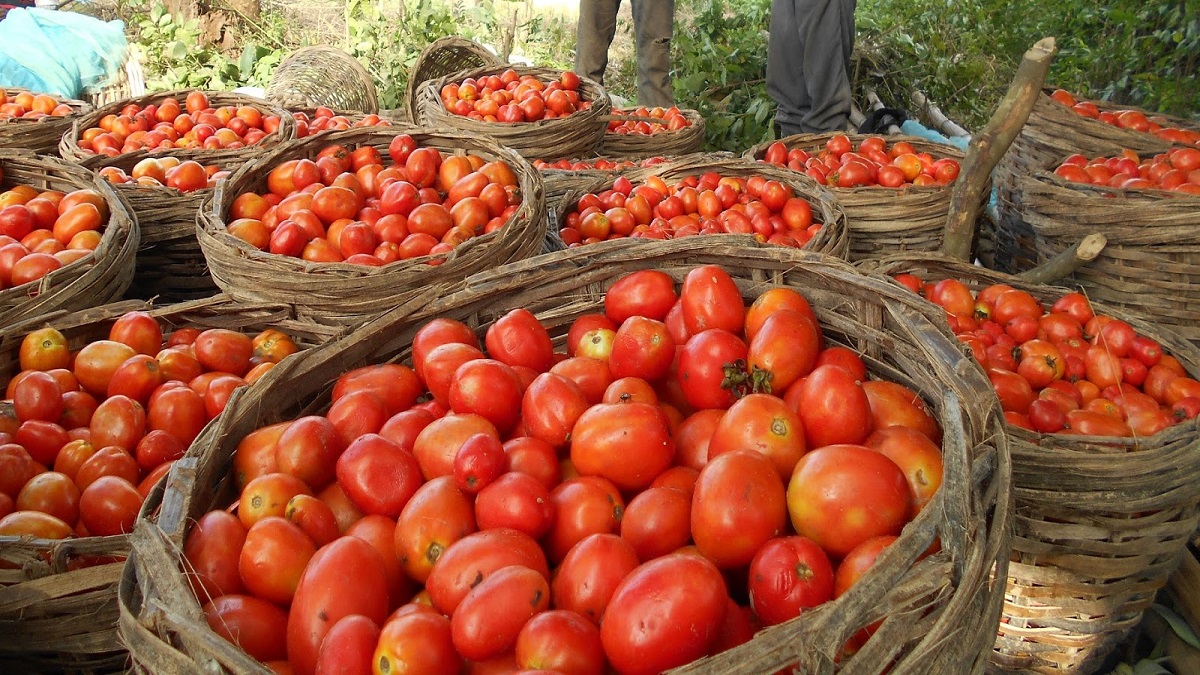 karnataka farmer complaint on theft of tomatoes worth 3 lakh from his farm । खेत से 3 लाख रुपये के टमाटर उड़ा ले गए चोर, सदमें में किसान; पुलिस जांच में जुटी