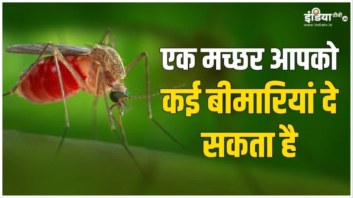 कितनी बीमारियां दे सकता है एक मच्छर, आपके ब्लड ग्रुप से लेकर घर तक ये चीजें देती हैं इन्हें न्योता world mosquito day- India TV Hindi