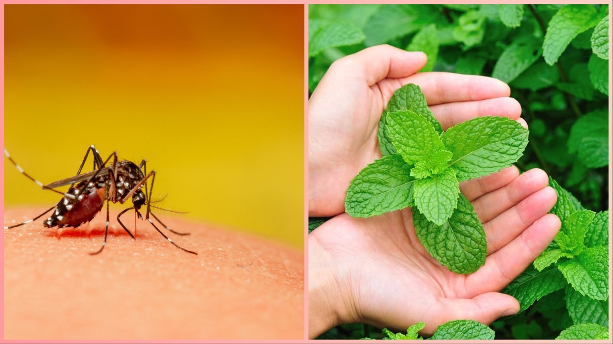 Way to get rid of mosquitoes Mosquitoes stay away from the smell of