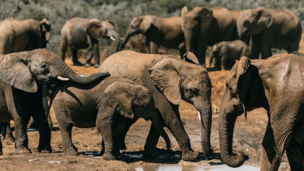 2 persons killed in elephant attacks in Jashpur | जशपुर में जंगली हाथियों का आतंक, किसान समेत 2 की मौत