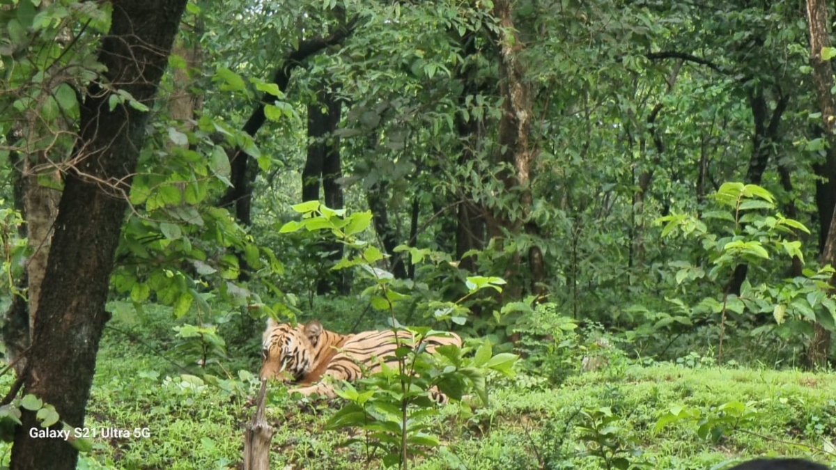 Gondia tiger died colliding with car seen in VIDEO crawling on road तेज रफ्तार कार ने बाघ को मारी टक्कर, हो गई दर्दनाक मौत, VIDEO में सड़क पर रेंगते आया नजर