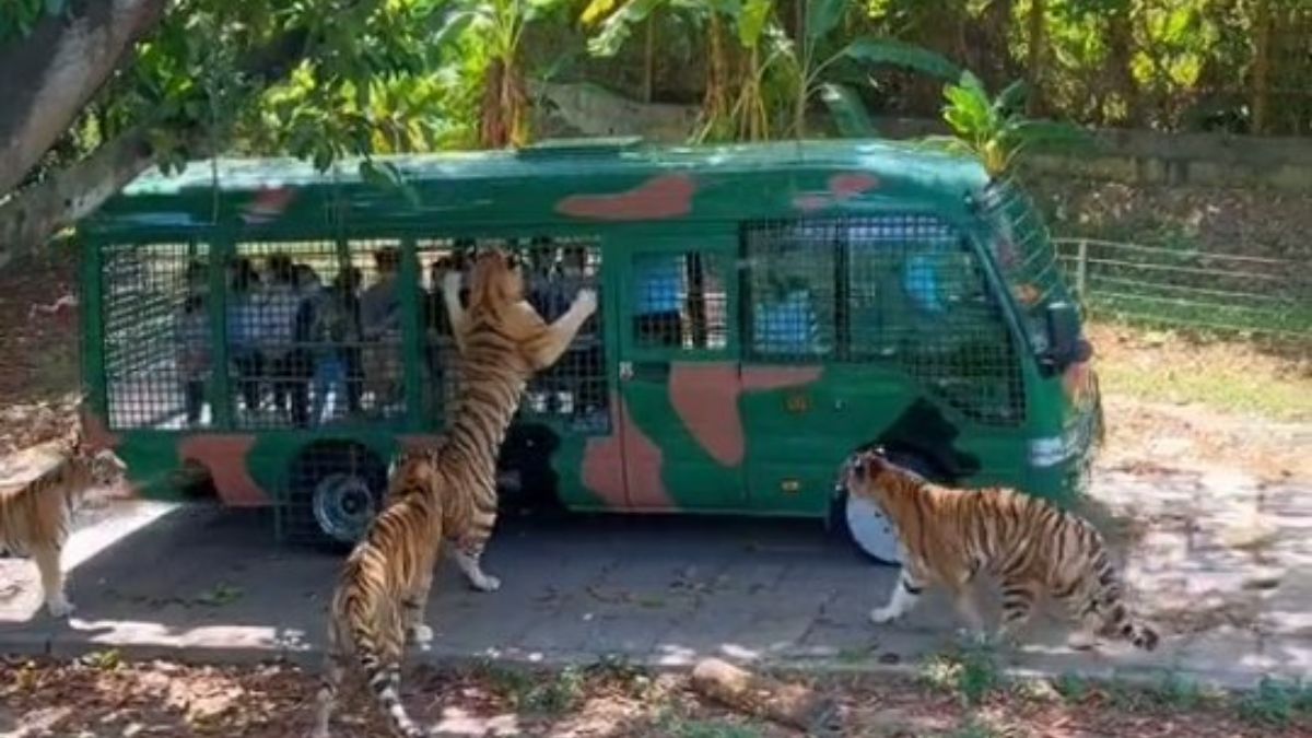 Tiger attacked On Tourist Bus During Jungle Safari Dangerous Video Goes Viral On Social Media। टूरिस्ट्स से भरे बस पर बाघों ने किया अटैक, काफी देर तक करते रहे पीछा, Video देख अटक गई सांसें