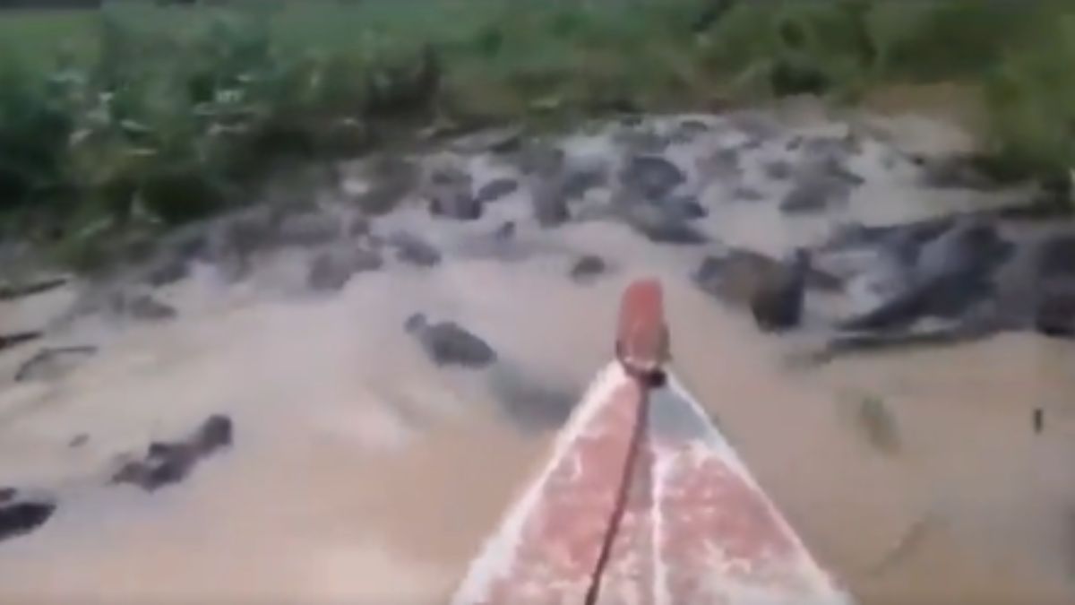 Man Took A Boat Through Thousands Of Crocodiles A Terrifying Boat Pass Through A River मौत को