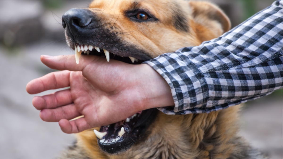 Dog bite home outlet treatment in hindi