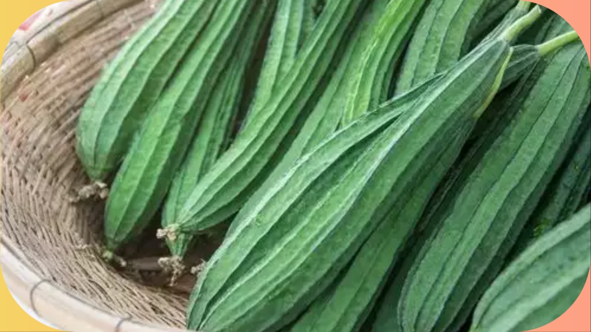 डायबिटीज में तोरई खाने के फायदे Ridge Gourd or turai benefits for