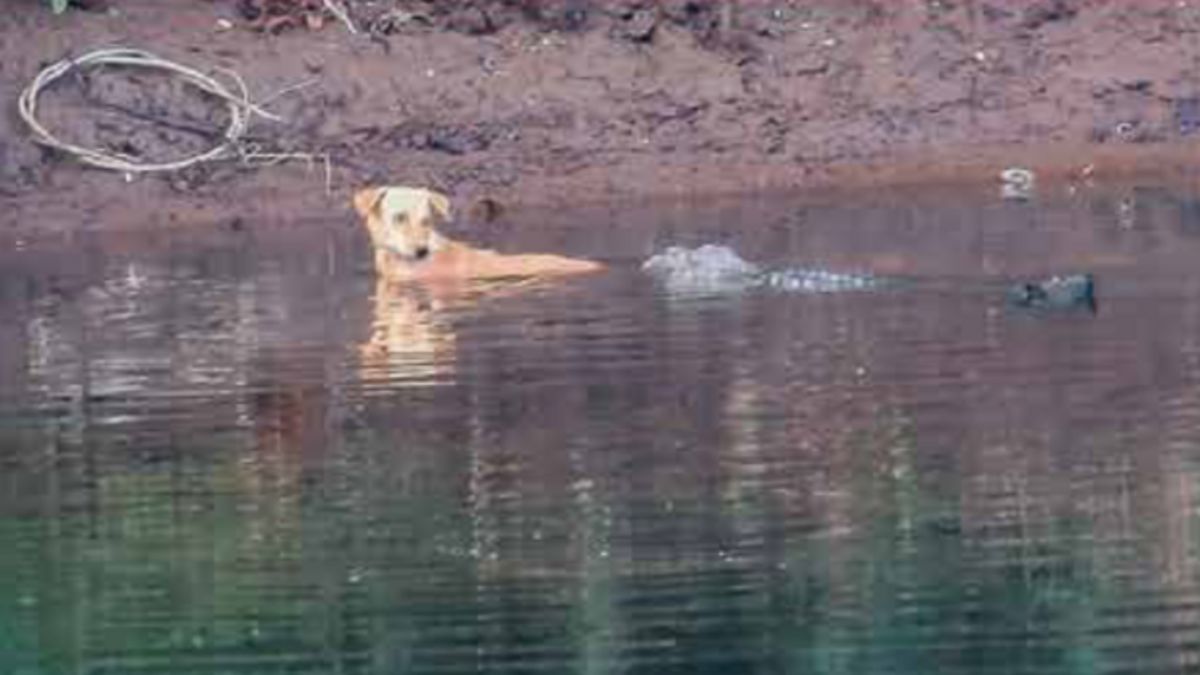 Crocodiles save dog stranded in river instead of eating it | 3 मगरमच्छों ने बचाई नदी में फंसे कुत्ते की जान