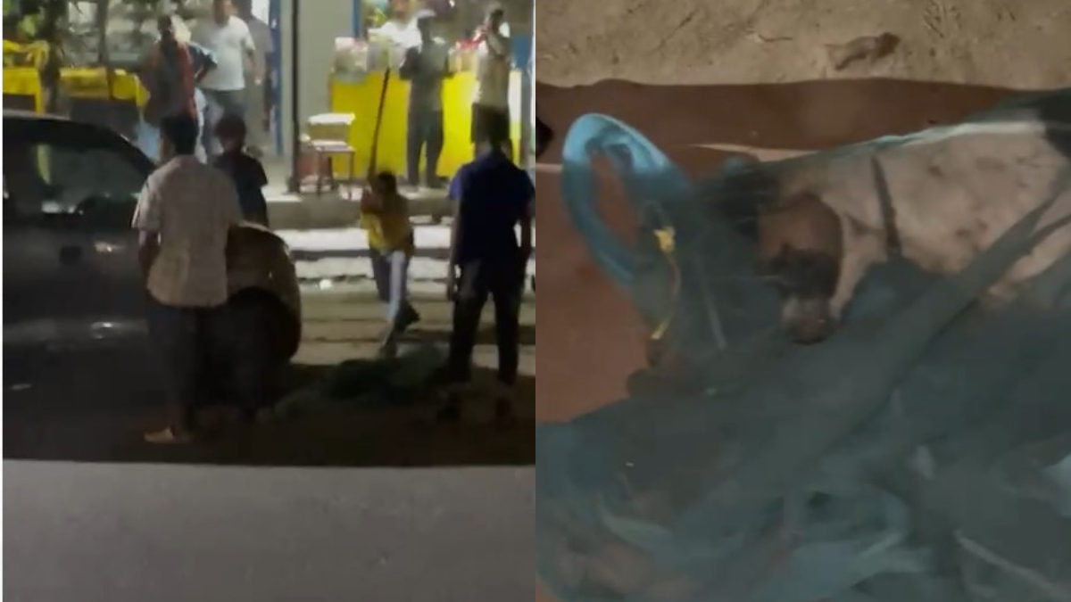 Ghaziabad man trapped stray dog in net and beat him with stick watch video स्ट्रीट डॉग ने नोंचा तो दी तालिबानी सजा, जाल में कैद कर लाठी से पीटता रहा; VIDEO आया सामने