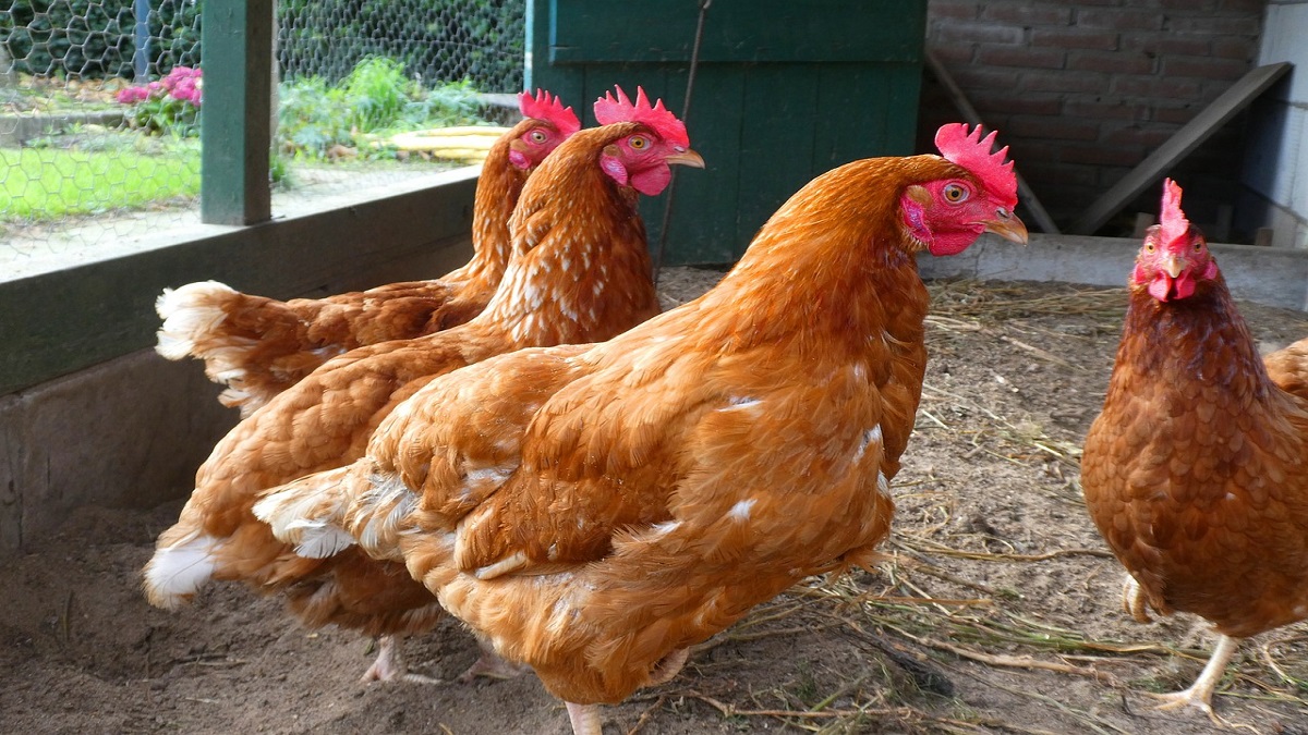 How to open a poultry farm, know what things will be required, what will be the minimum cost