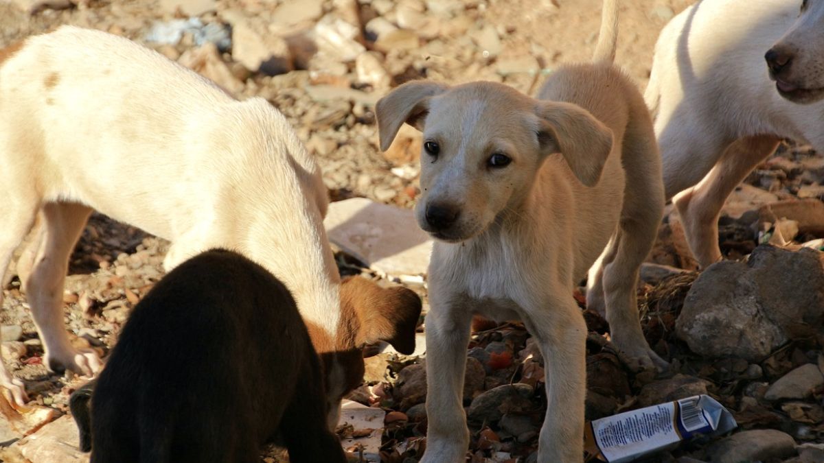 MCD will release stray dogs in Delhi in their area | आवारा कुत्तों को वापस उनके इलाकों में छोड़ेगी एमसीडी