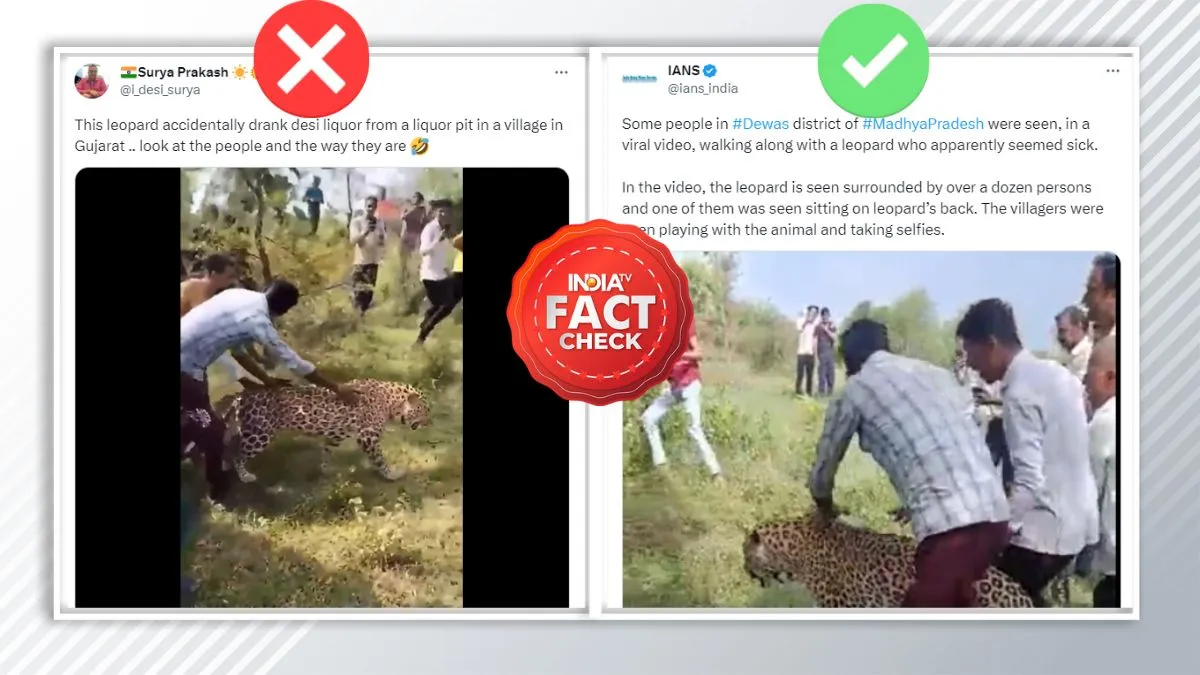 Fact Check: इस तेंदुए ने नहीं पी है देसी शराब, गलत दावे के साथ वायरल हो रहा वीडियो fact check- India TV Hindi