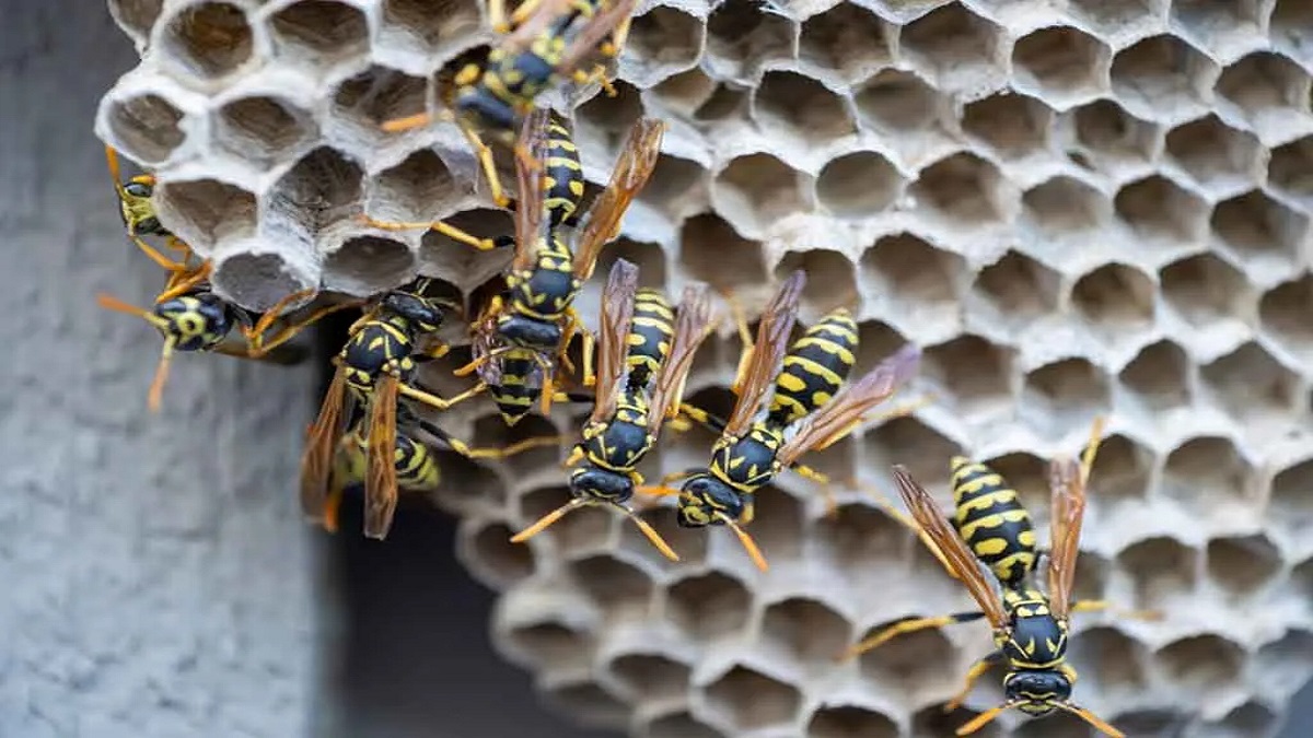 gonda up two brothers died due to wasp attack । ततैया के हमले में सगे भाइयों की मौत