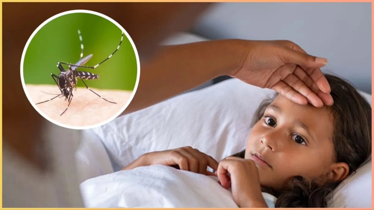 Dengue है या Viral Fever कैसे पहचानें? डॉक्टर से जानें ऐसे 10 सवालों के जवाब dengue viral fever symptoms difference- India TV Hindi