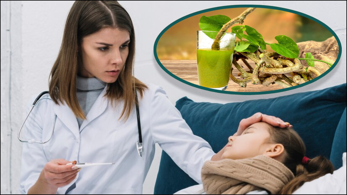 Home Remedies To Increasing Dengue Platelets With Giloy Juice And Kadha