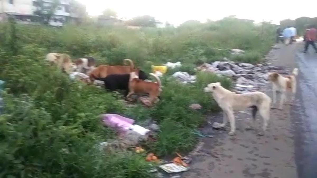 महाराष्ट्र: कोल्हापुर बन गया आवारा कुत्तों के आतंक का अड्डा, 3 दिन में 200 लोगों को काटा, मचा हड़कंप । Maharashtra Kolhapur became a hub of terror by stray dogs bitten 200 people in 3 days