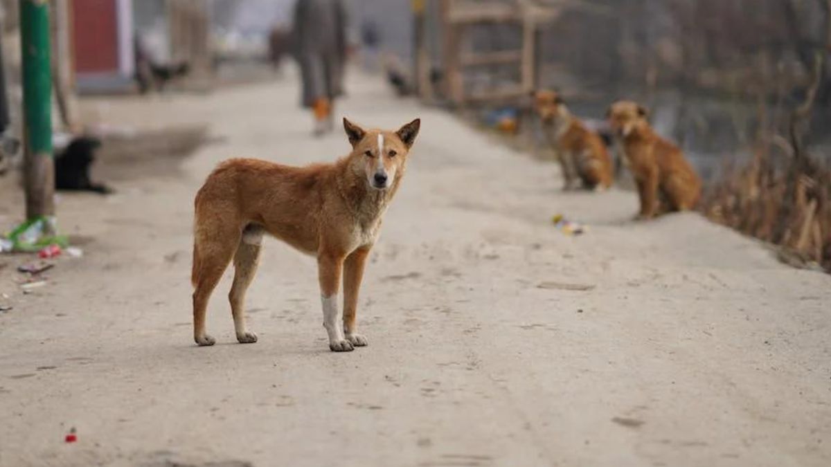 8 year old girl bitten by stray dogs in Agra, died | 8 साल की बच्ची को आवारा कुत्तों ने काटा, हुई मौत