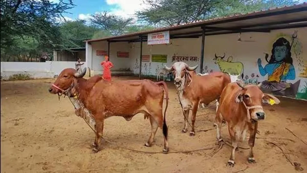 यूपी: गायों को लेकर योगी सरकार का बड़ा फैसला, जनवरी 2024 से सड़कों पर घूमती नहीं दिखेंगी, ये है पूरा मामला Cow- India TV Hindi