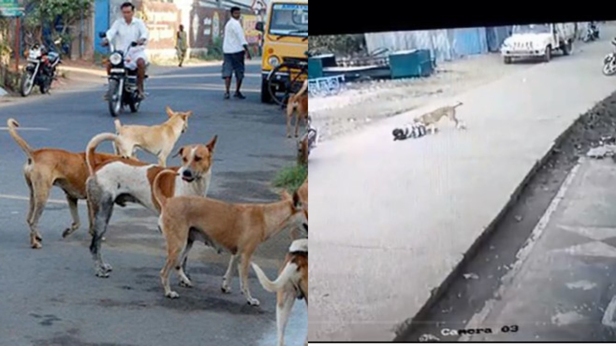 Stray dogs attack children walking on the road, horrifying video goes
