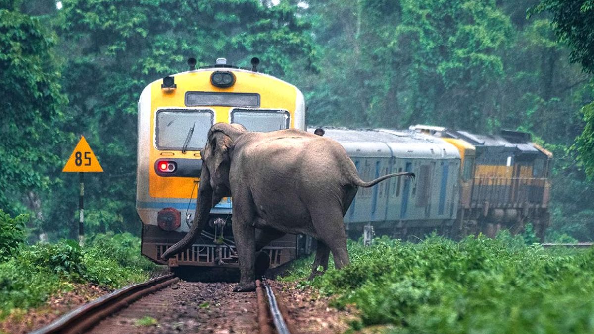 ‘Gajraj’ will protect elephants on railway tracks; Indian Railways took a big step