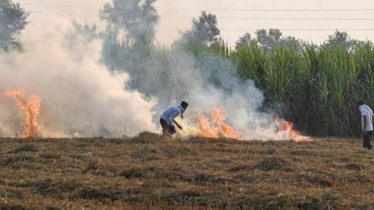 Stubble burning in farm at Ramgarh Village near Patiala । पंजाब में पराली जलाने से नहीं मान रहे किसान, कई शहरों की हवा बिगड़ी- VIDEO