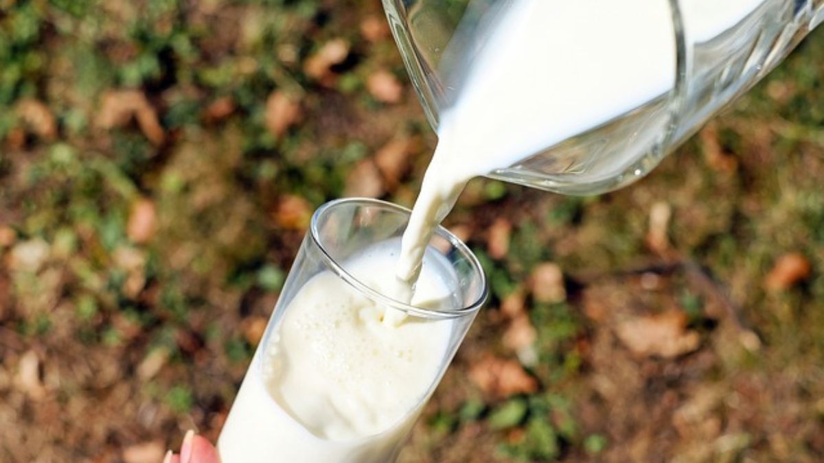 Drinking buffalo milk proved costly for the villagers, now everyone has to get injected| भैंस के दूध ने गांव वालों के लिए खड़ी की मुसीबत, स्वास्थ्य अधिकारी ढूंढ-ढूंढ कर लोगों को लगा रहे हैं इंजेक्शन