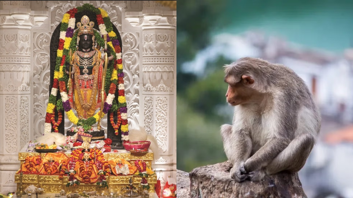 रामलला के दर्शन को आए हनुमान, गर्भगृह के भीतर बंदर को देखकर हर कोई हैरान -  India TV Hindi