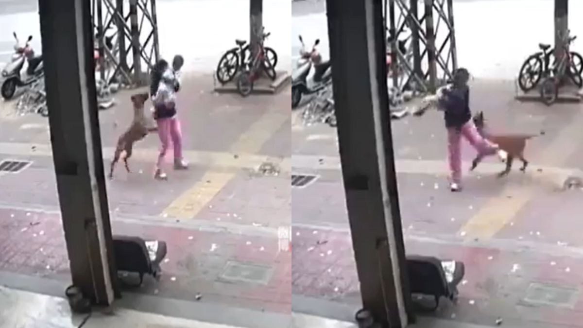 मां की बहादुरी को सलाम, अवारा कुत्ते से अपने बच्चे को बचाने के लिए इस तरह किया संघर्ष, देखें खौफनाक Video
