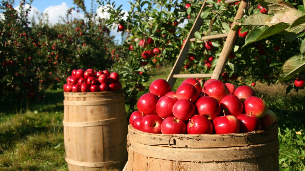 Indians are liking American apples very much, imports increased 16 times in 1 year – Presswire18 English