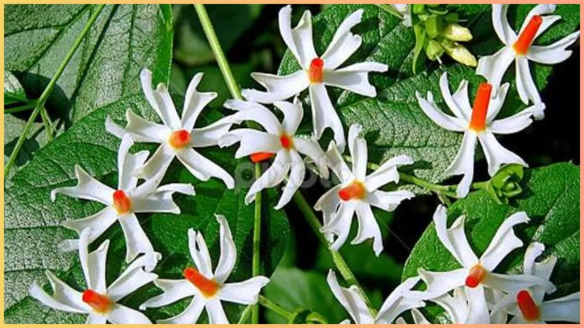 घुटनों में ग्रीस बढ़ाने का है ये सबसे पुराना उपाय, बस तोड़ लाएं हरसिंगार के 5 पत्ते harsingar leaves benefits- India TV Hindi