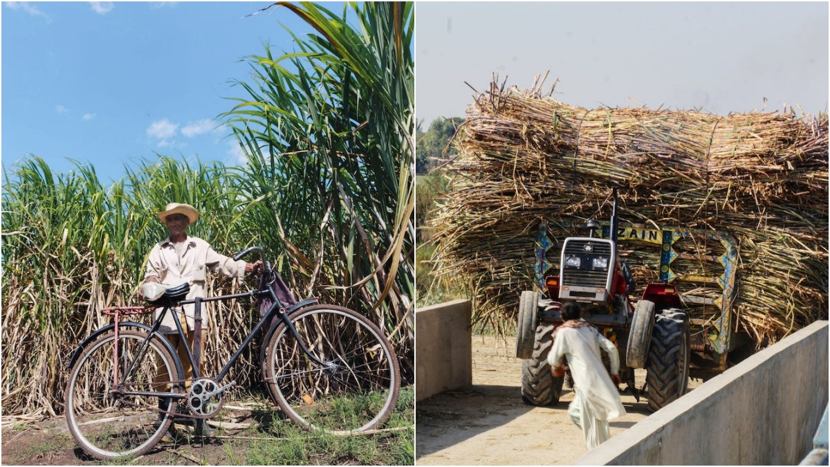 Big gift to sugarcane farmers, government increased the purchase price, know the new prices – Presswire18 English