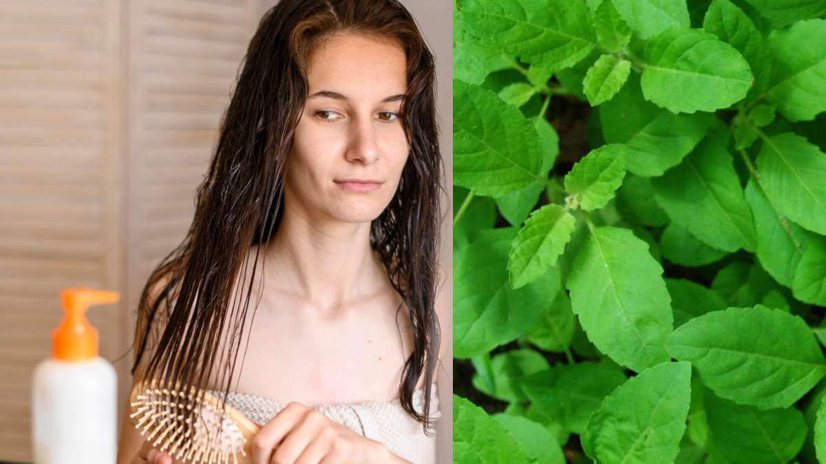 Basil leaves are also beneficial for hair, apply by mixing them with oil – News