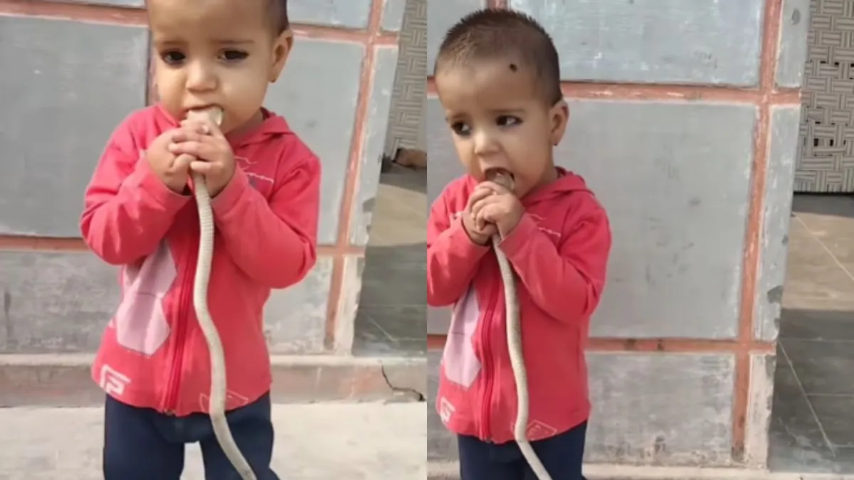 खिलौना समझ सांप को चबाने लगा बच्चा, Video देख लोगों की सांसें अटकी सांप के साथ बच्चा।- India TV Hindi