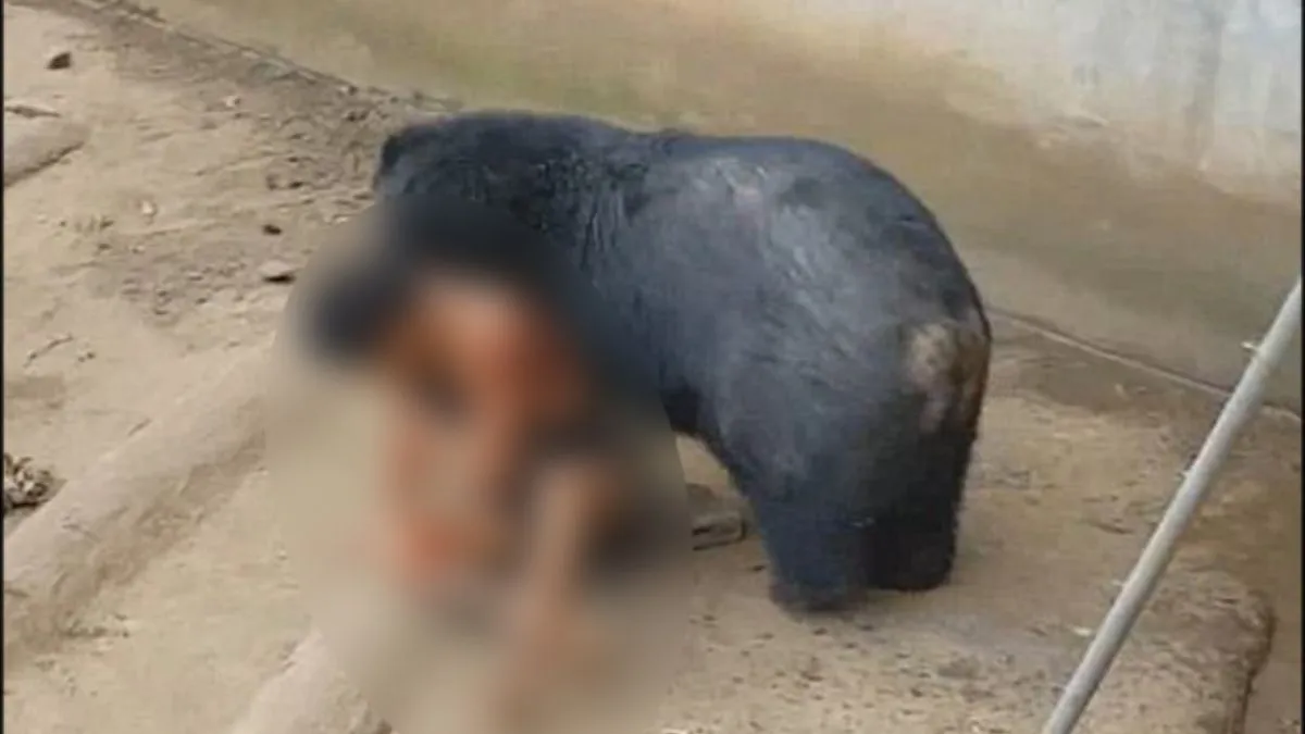 दोस्तों की आंखों के सामने शख्स को पंजों से खींचकर ले गया भालू, जानलेवा हमले का Video हुआ वायरल शख्स को घसीटते हुए ले जाता भालू।- India TV Hindi