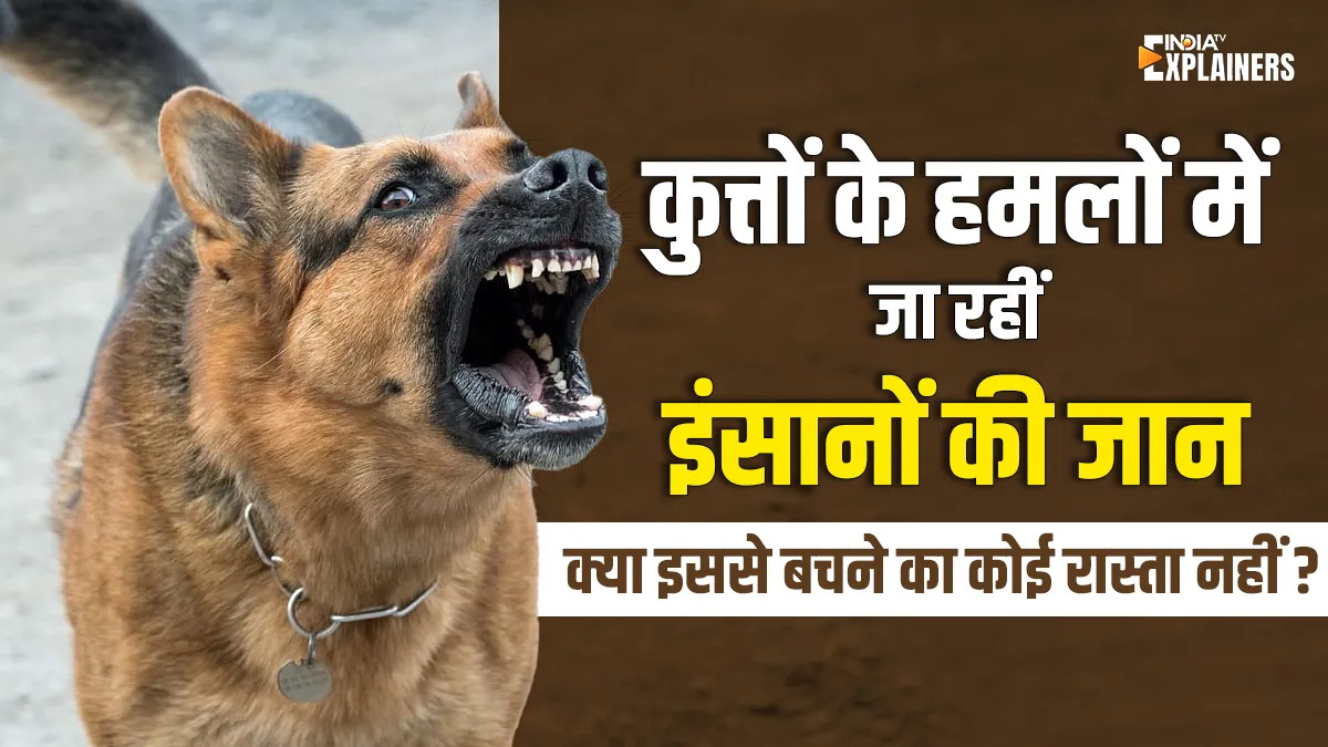 Explainer: इंसान और कुत्तों का हजारों साल का साथ, फिर क्यों बच्चों को नोंच रहे आवारा कुत्ते, राहगीरों पर कर रहे हमला? Explainer- India TV Hindi