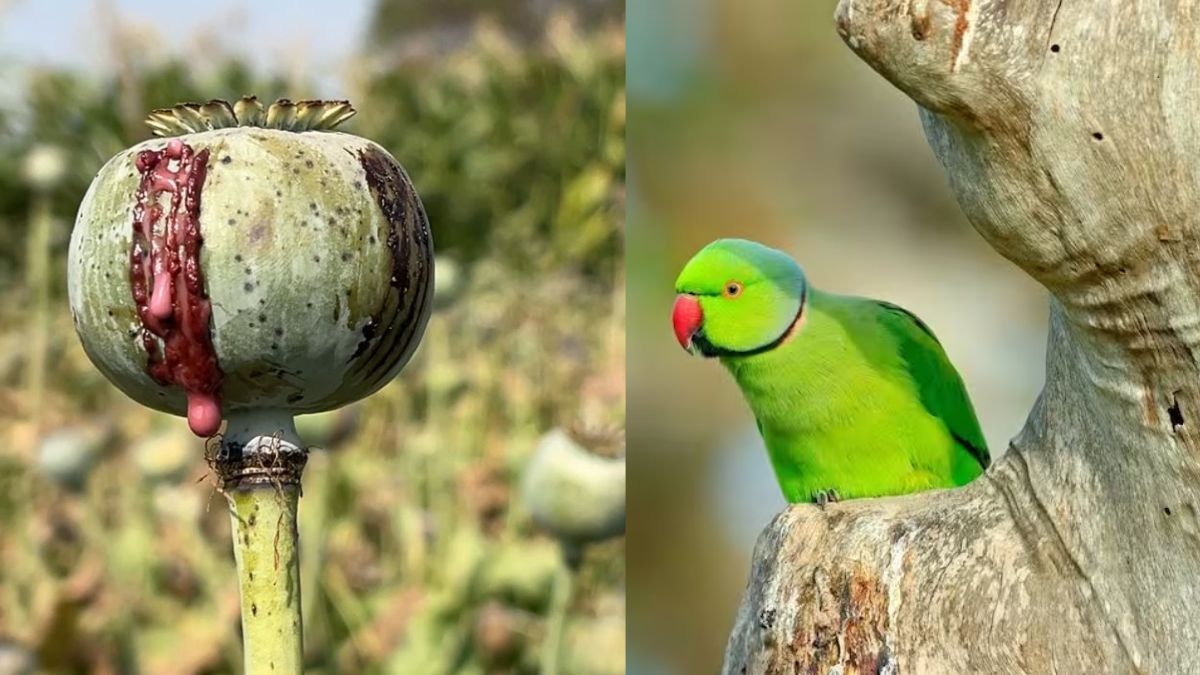 नशेड़ी तोतों से परेशान हुए किसान, खेत में से चुराते हैं अफीम का फल