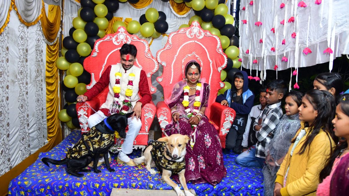 VIDEO: कुत्तों के लिए अनोखा प्रेम, दूल्हे ने शादी की हर रस्म में साथ रखा, फिर… – India TV Hindi