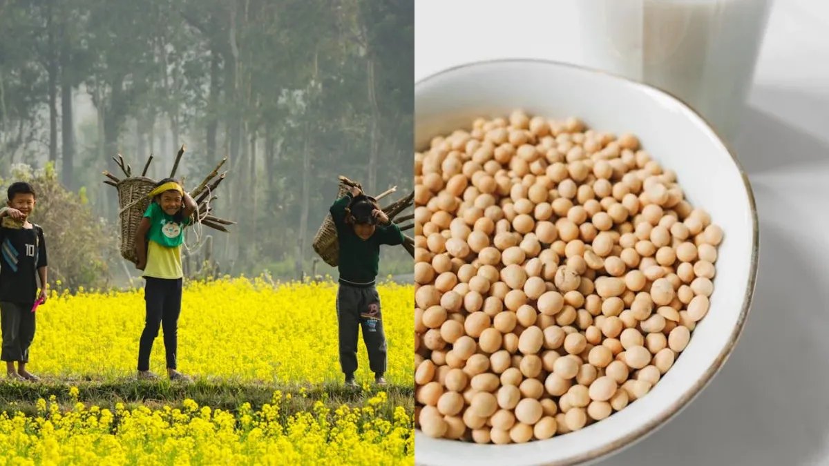 Commodity Prices : सस्ते में बिकवाली करने को राजी नहीं सरसों और सोयाबीन के किसान, कम आवक से तेलों में तेजी सरसों का भाव- India TV Hindi
