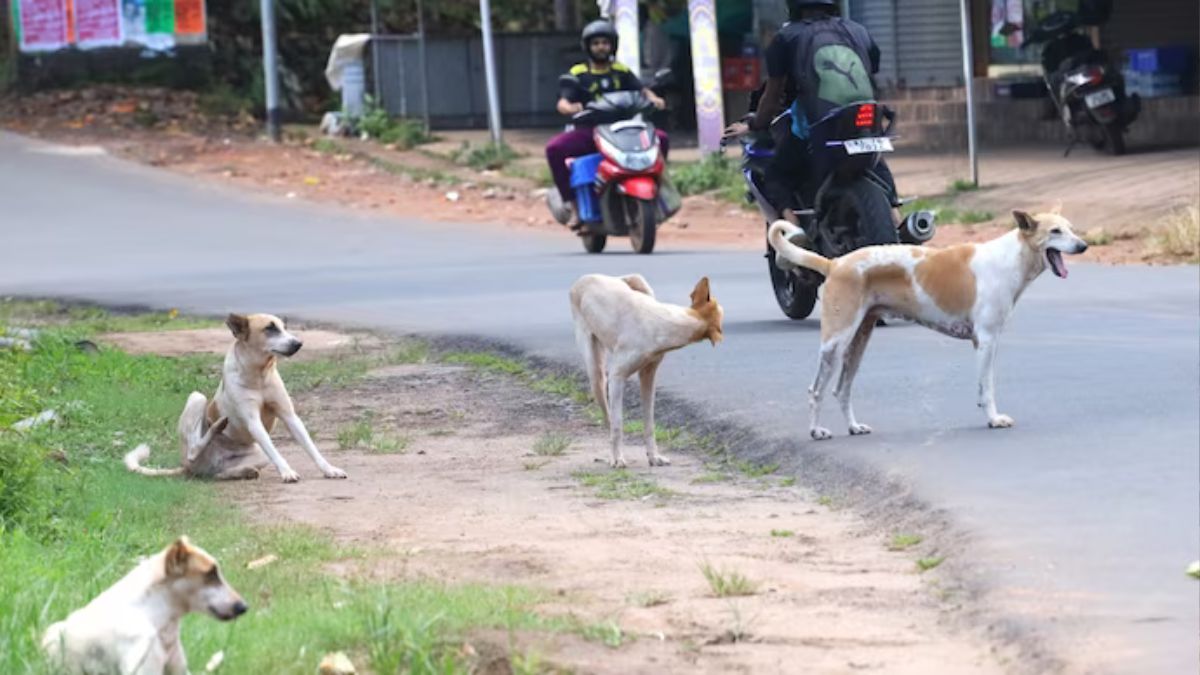 आवारा कुत्तों ने ली एक और मासूम की जान, 4 साल की बच्ची को घेर कर मार डाला