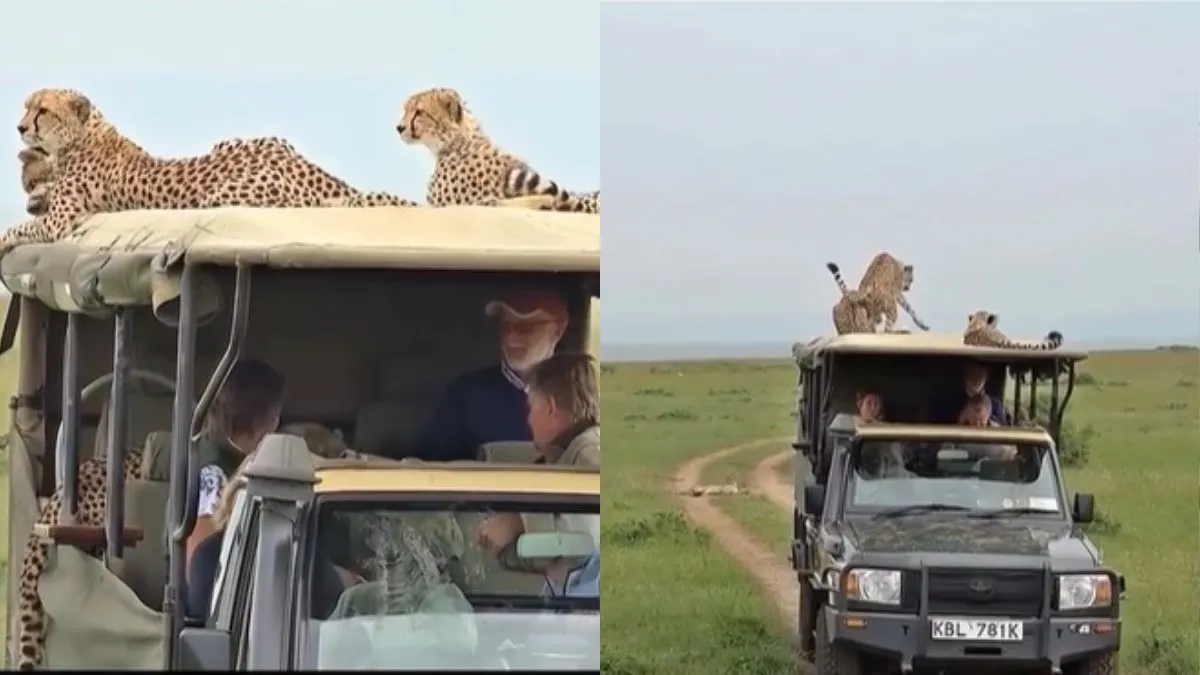 जीप पर चढ़ गए चीते- India TV Hindi