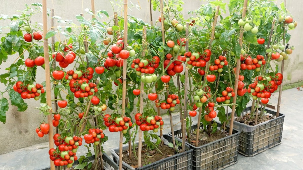 Home Gardening Tips: गमले में उगाएं खेतों जैसे हरे और लाल टमाटर, जानें आसान टिप्स एंड ट्रिक्स