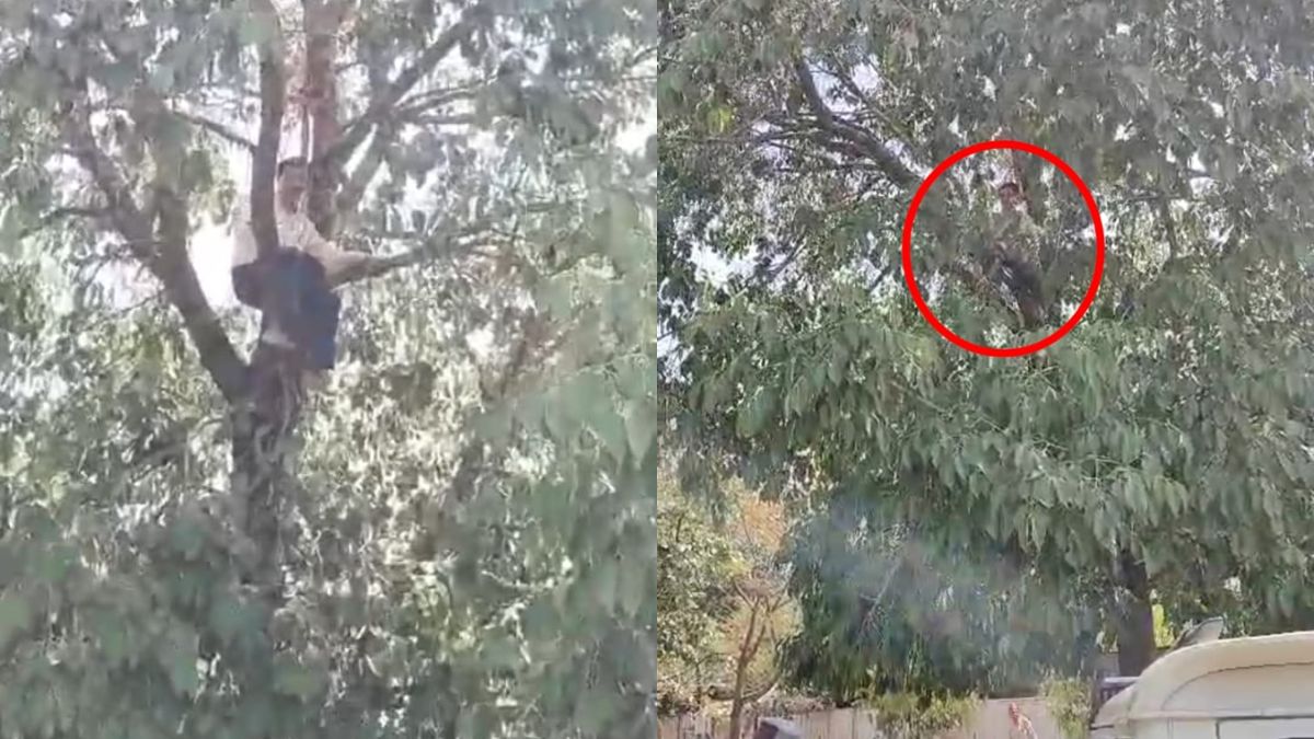 ट्रांसफर रुकवाने के लिए तहसील में हाई वोल्टेज ड्रामा, पेड़ पर चढ़ गया SDM ऑफिस का कर्मचारी