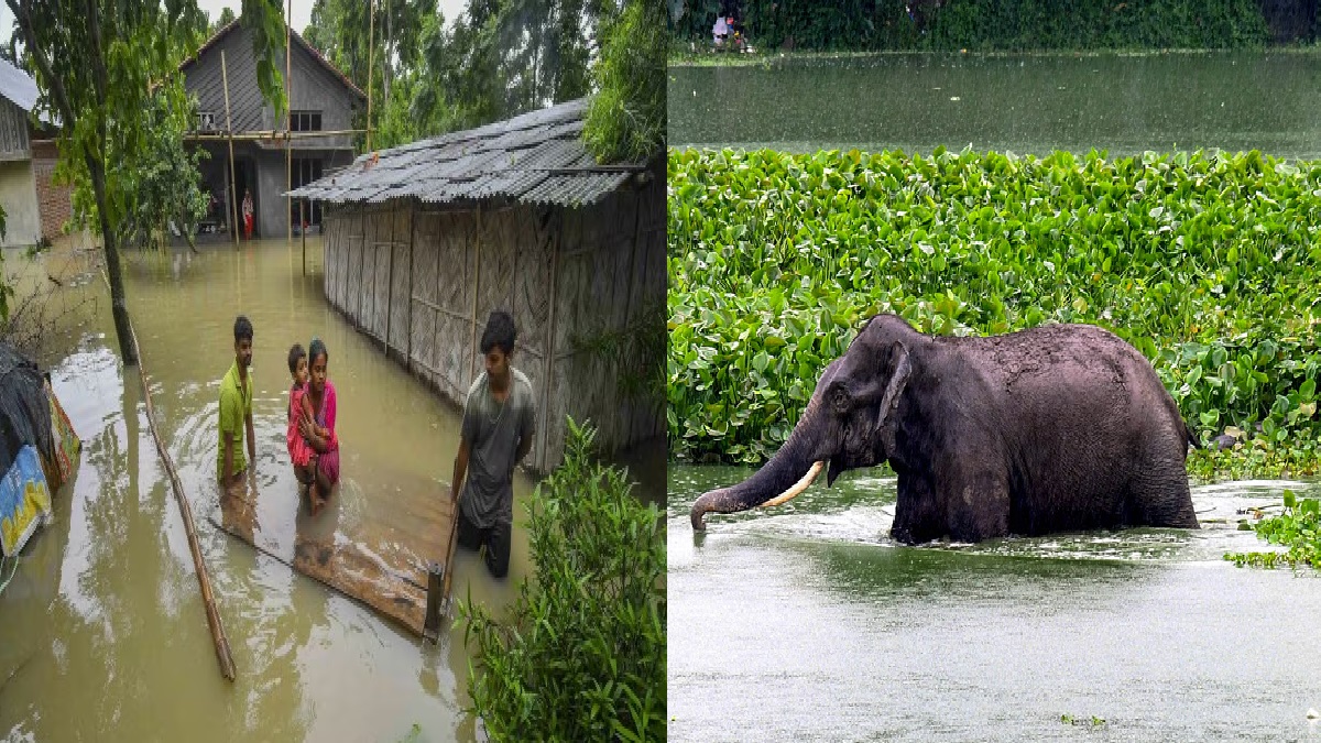 असम में बाढ़ से 113 की मौत, 4 लाख से ज्यादा प्रभावित लोग, आपदा के बीच हाथियों ने दिया शुभ संकेत