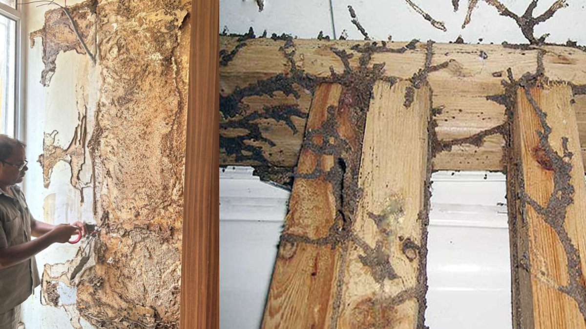 बारिश में बढ़ जाता है दीमक लगने का खतरा, फर्नीचर को बचाना है तो कर लें ये उपाय