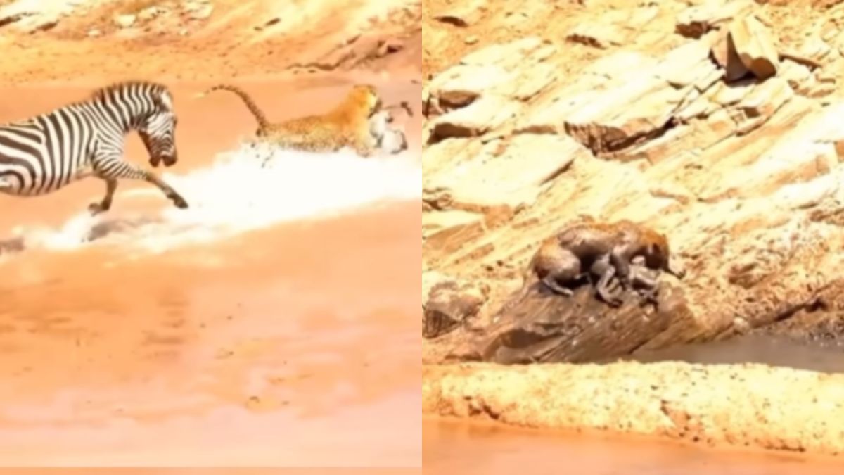 Video: जेब्रा की आंखों के सामने बच्चे का शिकार कर ले गया तेंदुआ, बचाने के लिए मां करती रही जतन